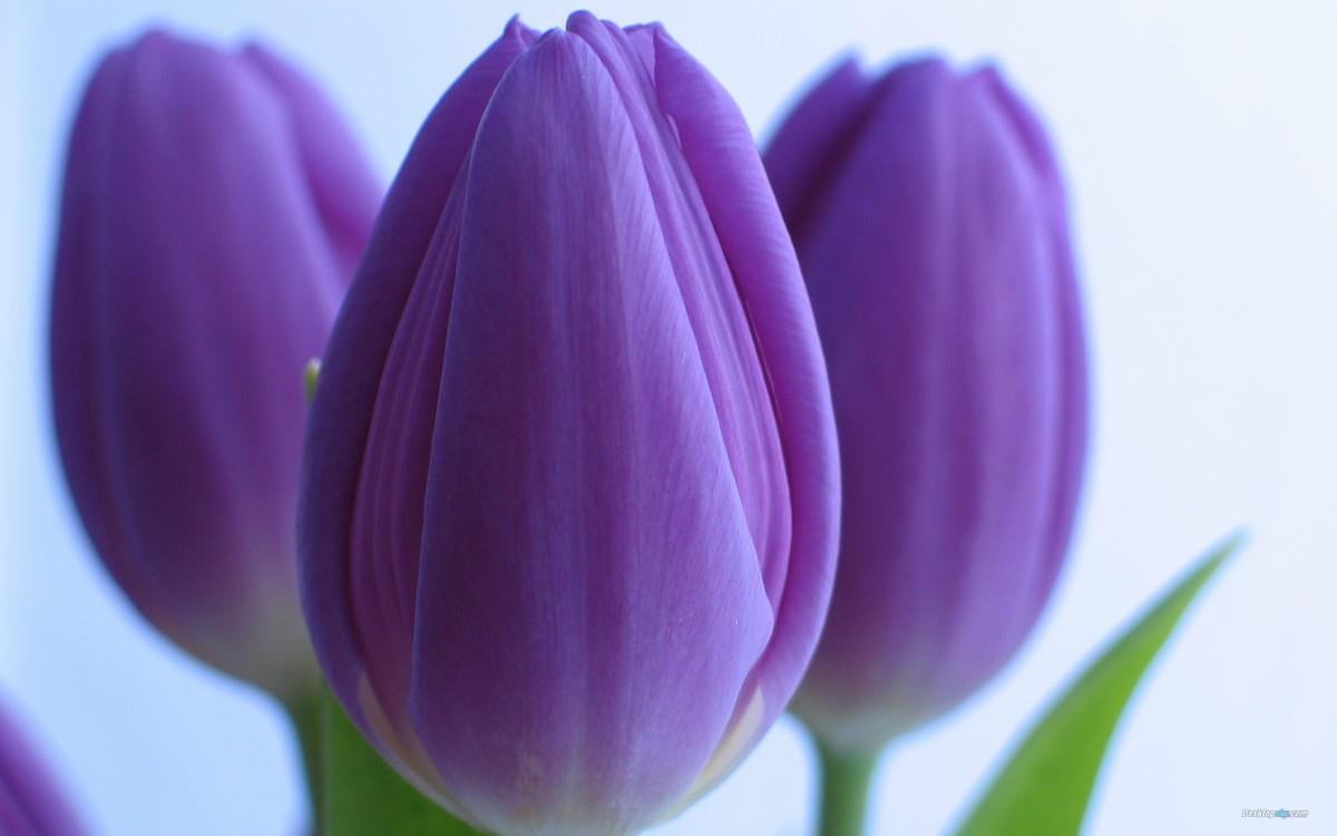 郁金香花语高清图片