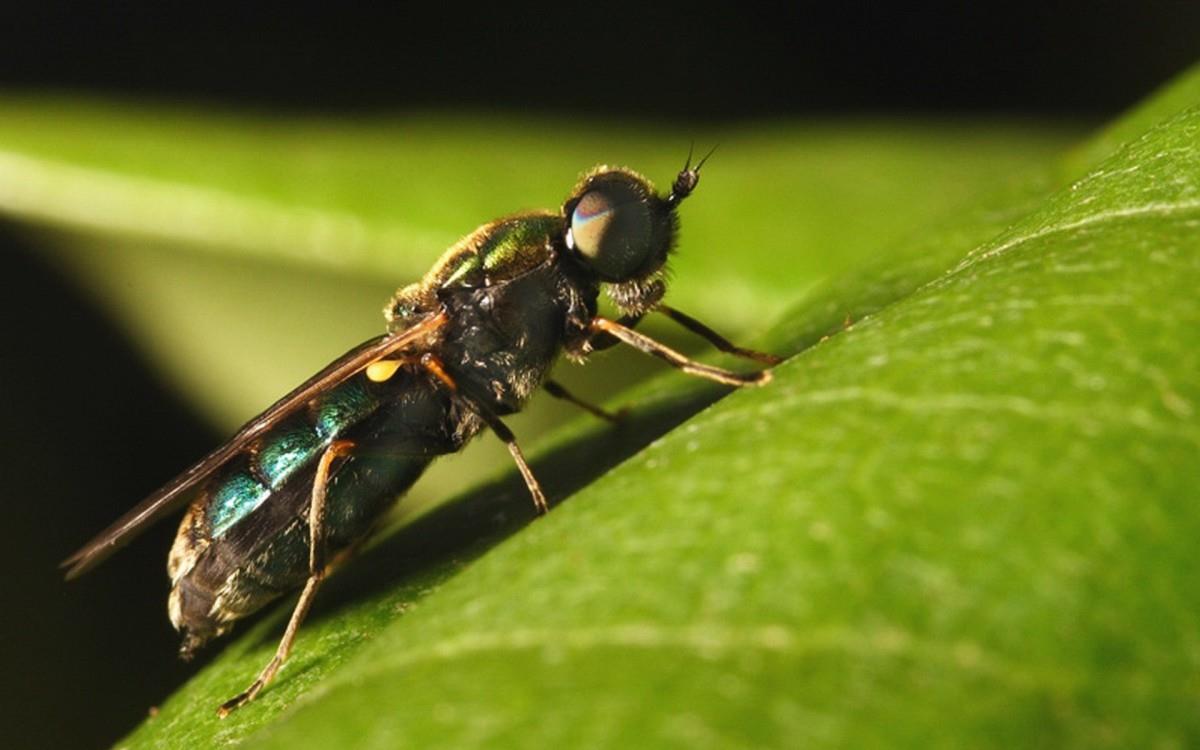 昆虫苍蝇图片