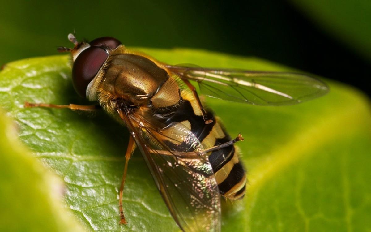 昆虫苍蝇图片