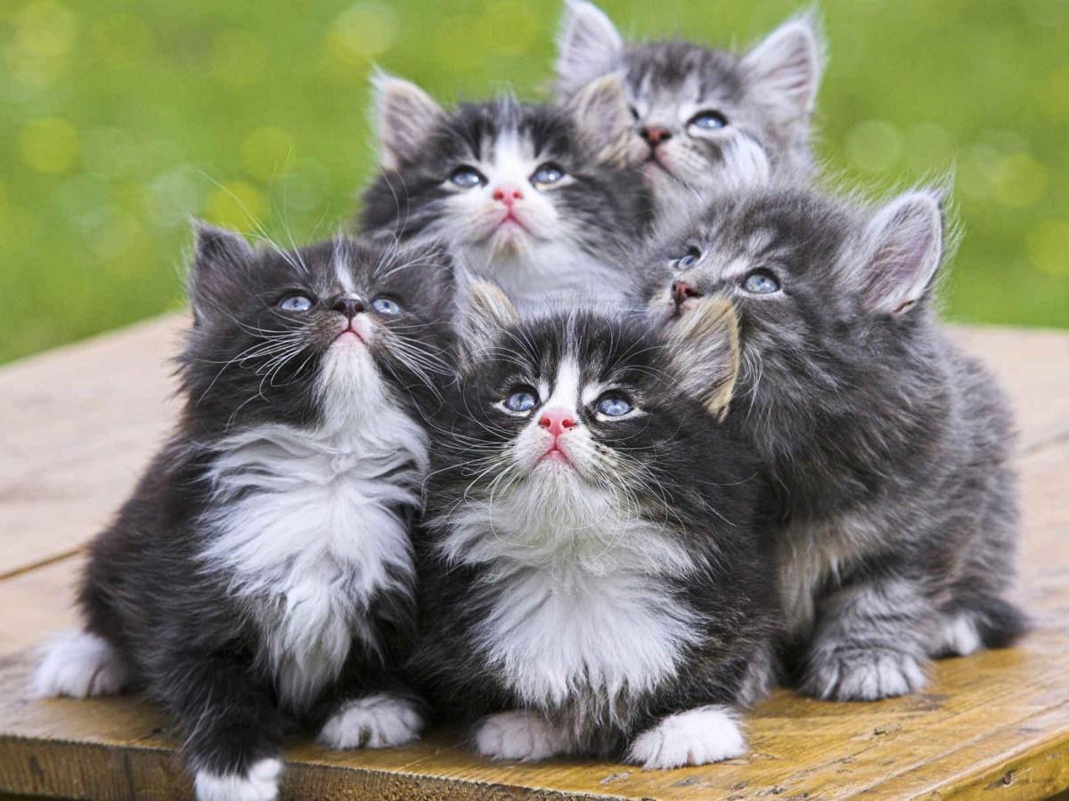 动物的友情与爱情图片