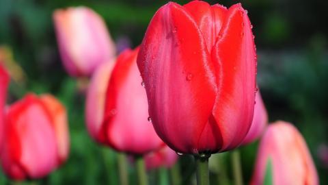 郁金香花语高清图片