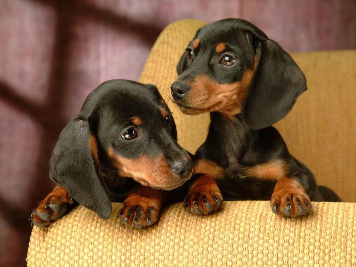 动物的友情与爱情图片