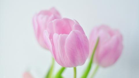 怒放中的花朵图片