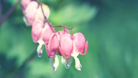 怒放中的花朵图片