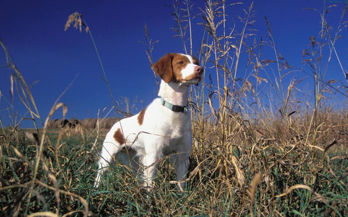 狗狗图片(人类最忠诚的朋友)