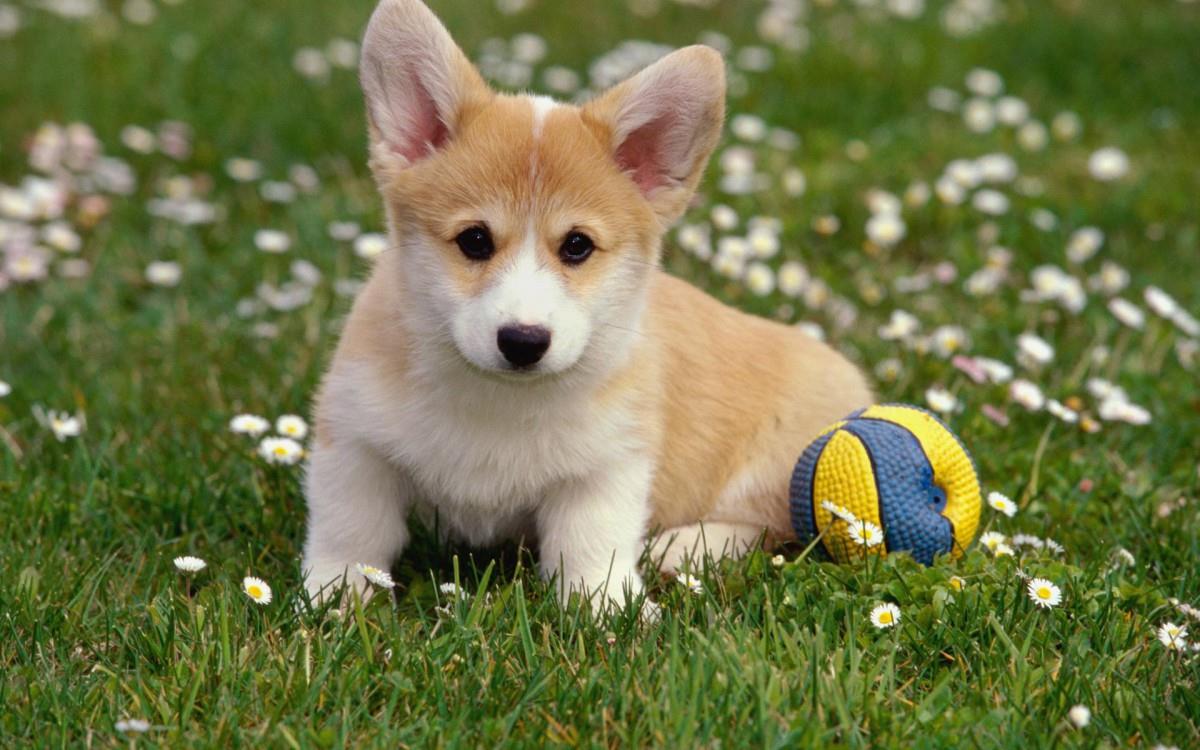 狗狗图片(人类最忠诚的朋友)