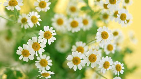 怒放中的花朵图片