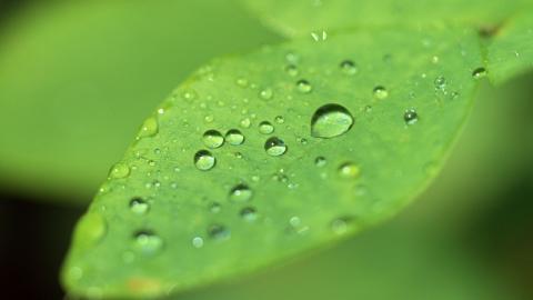 绿叶嫩芽上的水珠图片大全