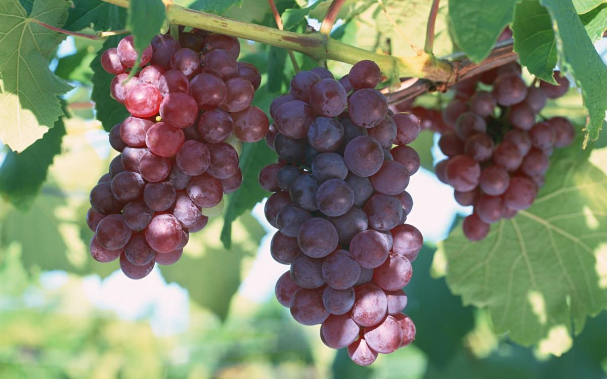 一串串可人的葡萄图片