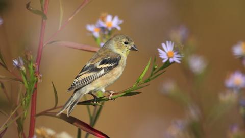 春天里可爱的小鸟图片