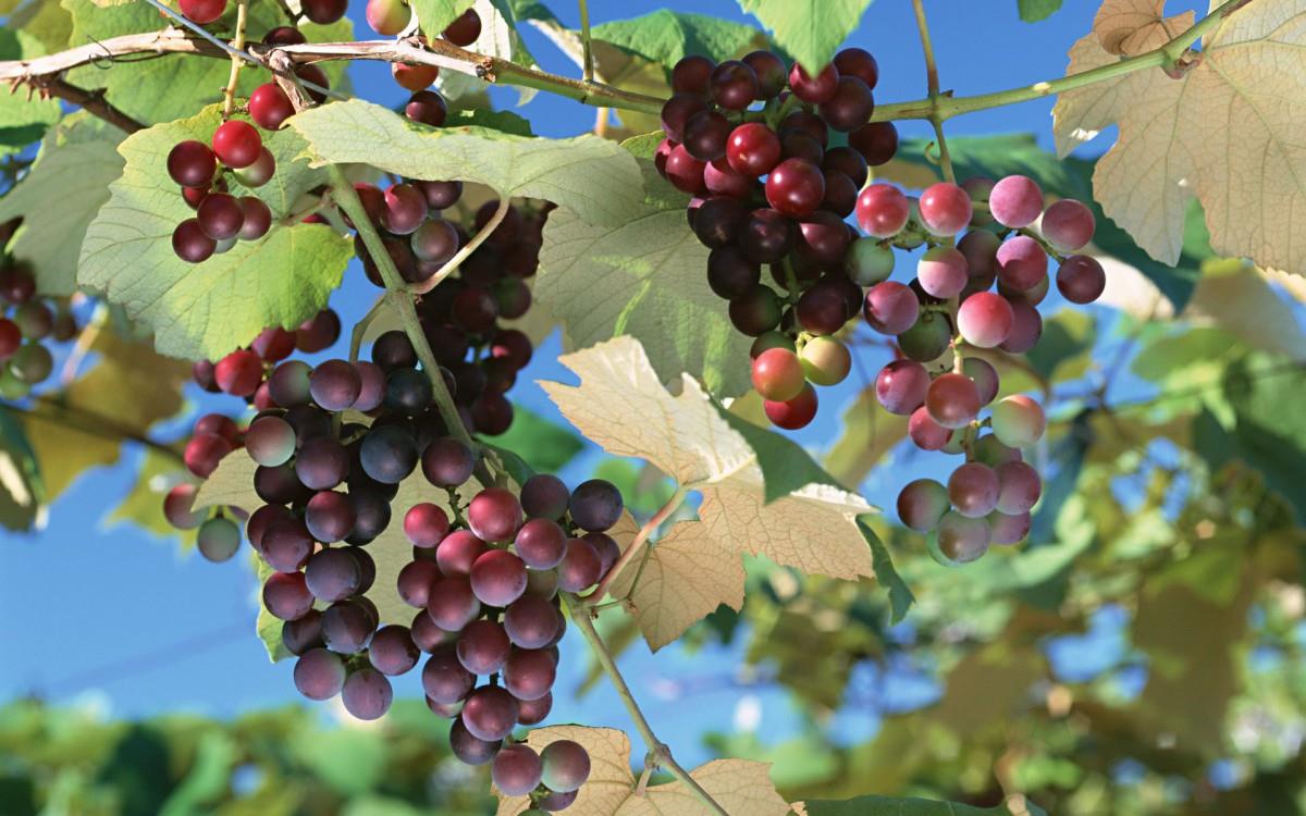 一串串可人的葡萄图片