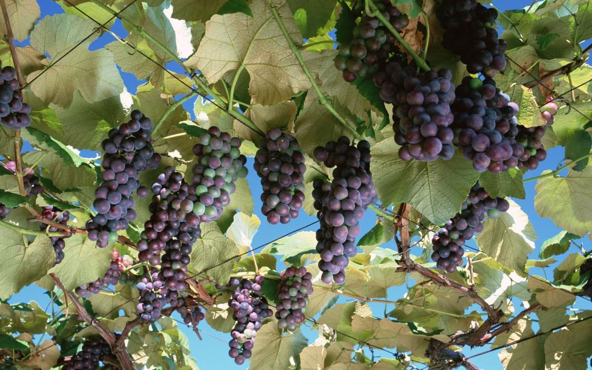 一串串可人的葡萄图片