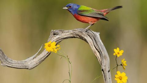 春天里可爱的小鸟图片