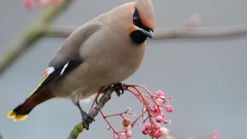 鸟类(太平鸟)图片大全
