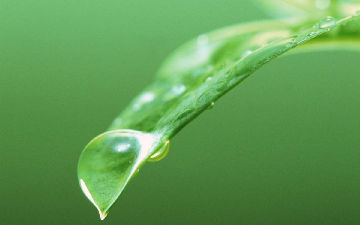 绿叶嫩芽上的水珠图片大全