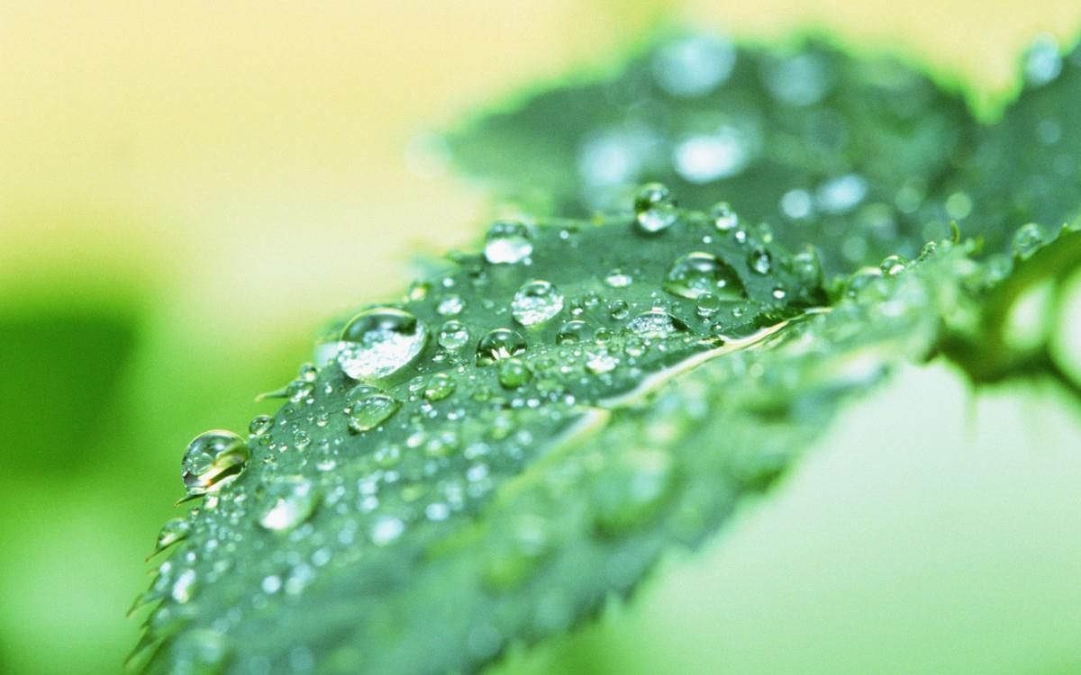 绿叶嫩芽上的水珠图片大全