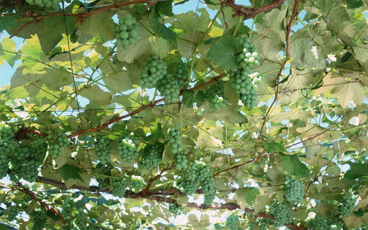 一串串可人的葡萄图片