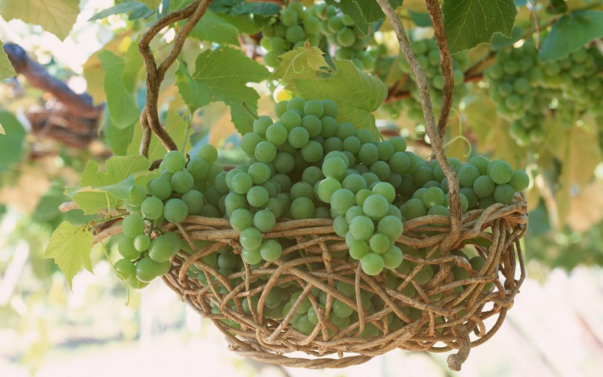 一串串可人的葡萄图片