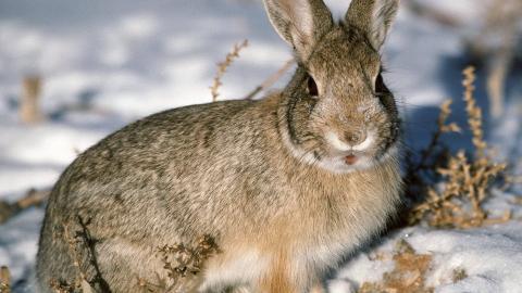 可爱温顺的小兔子图片