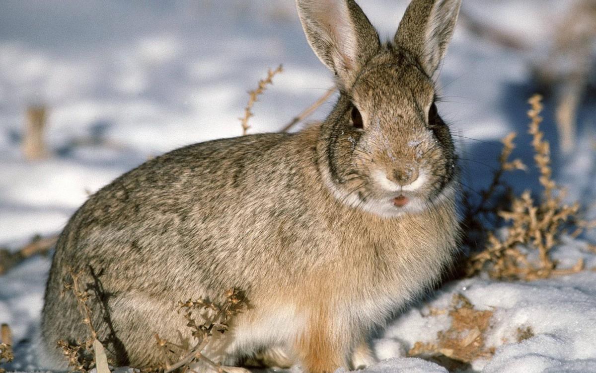 可爱温顺的小兔子图片