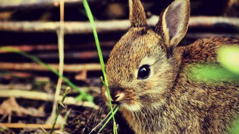 可爱温顺的小兔子图片