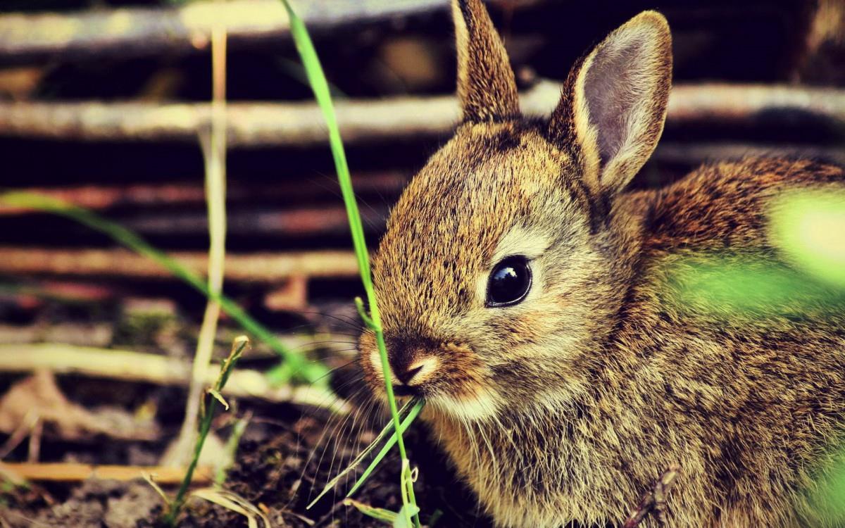 可爱温顺的小兔子图片