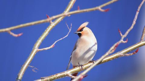 春天里可爱的小鸟图片