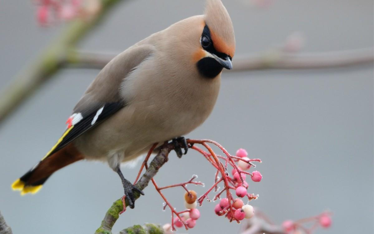 鸟类(太平鸟)图片大全