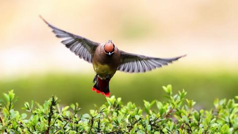 鸟类(太平鸟)图片大全