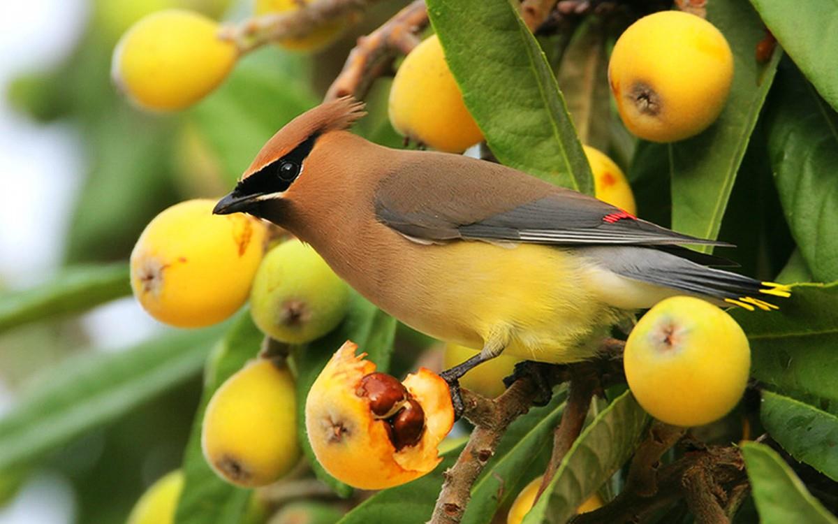 鸟类(太平鸟)图片大全