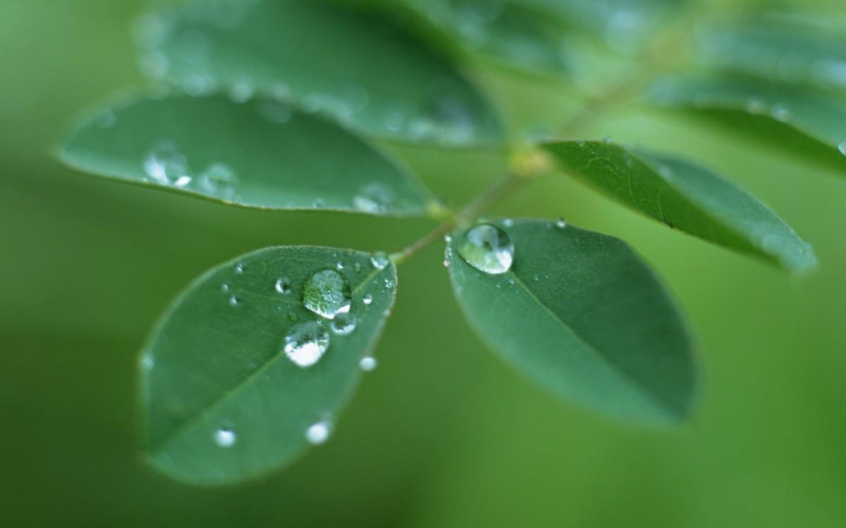 绿叶嫩芽上的水珠图片大全