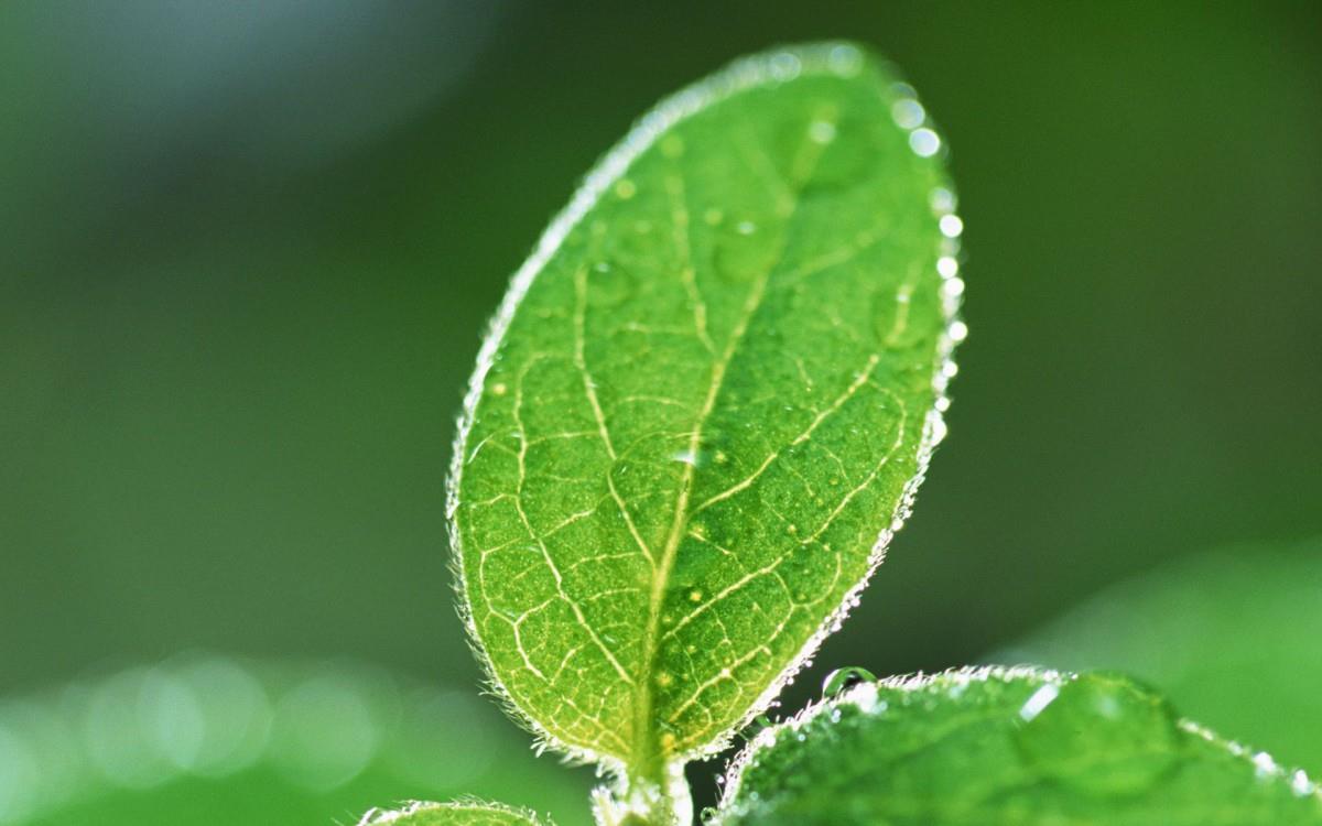 绿叶嫩芽上的水珠图片大全