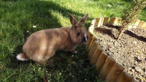 可爱温顺的小兔子图片