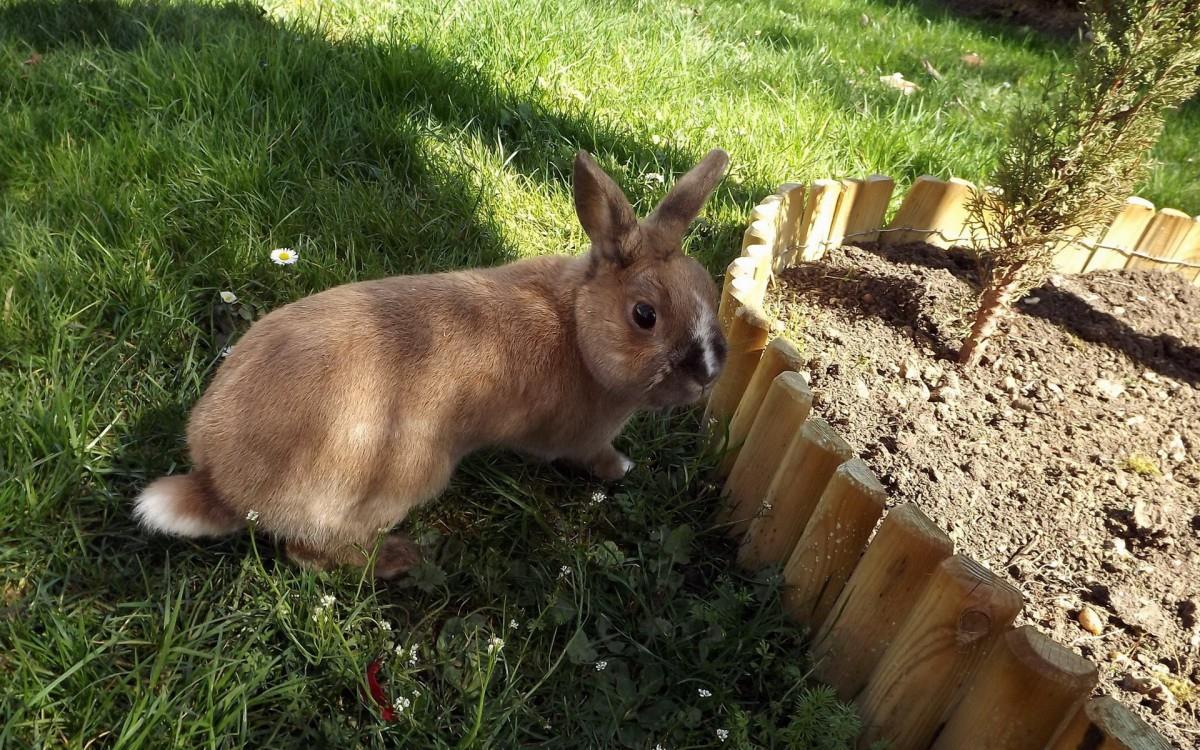 可爱温顺的小兔子图片