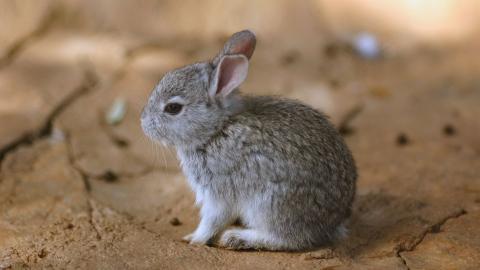 可爱温顺的小兔子图片