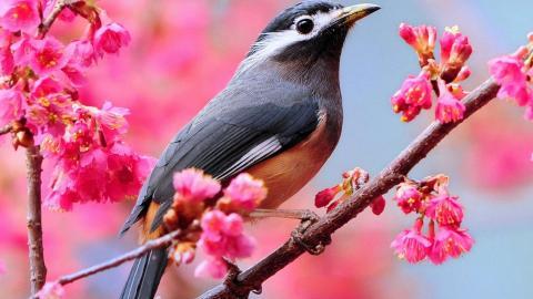 春天里可爱的小鸟图片