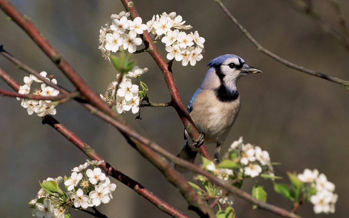 春天里可爱的小鸟图片