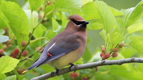 鸟类(太平鸟)图片大全