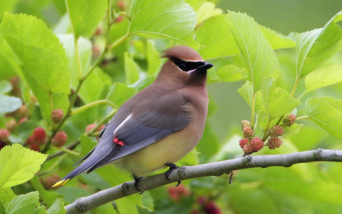 鸟类(太平鸟)图片大全
