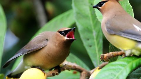 鸟类(太平鸟)图片大全