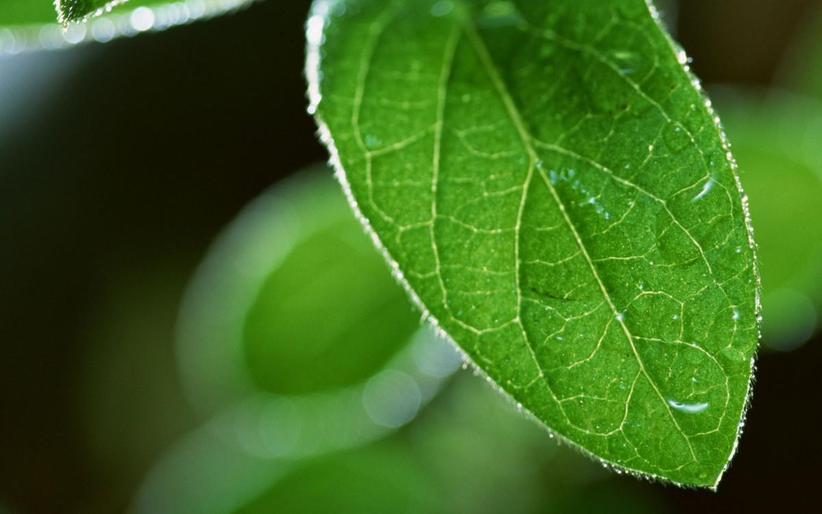 绿叶嫩芽上的水珠图片大全