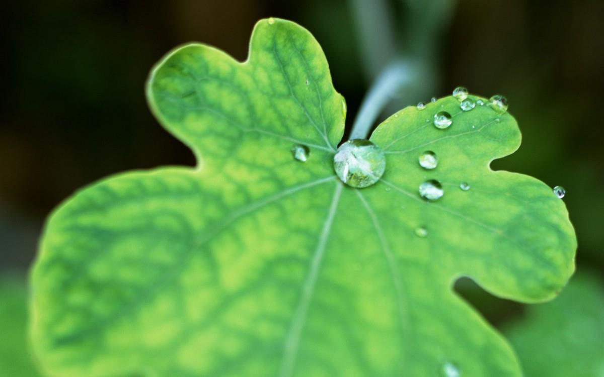 绿叶嫩芽上的水珠图片大全