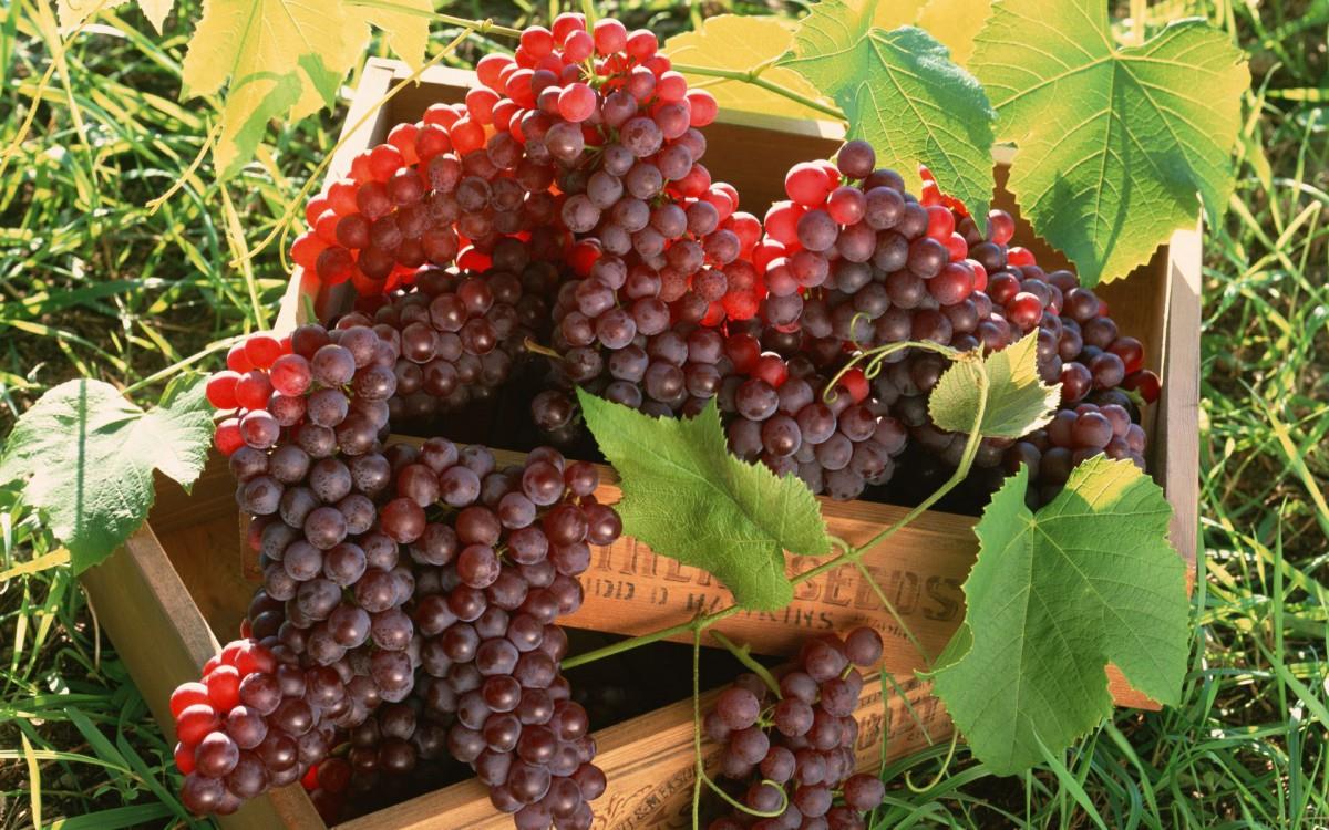 一串串可人的葡萄图片