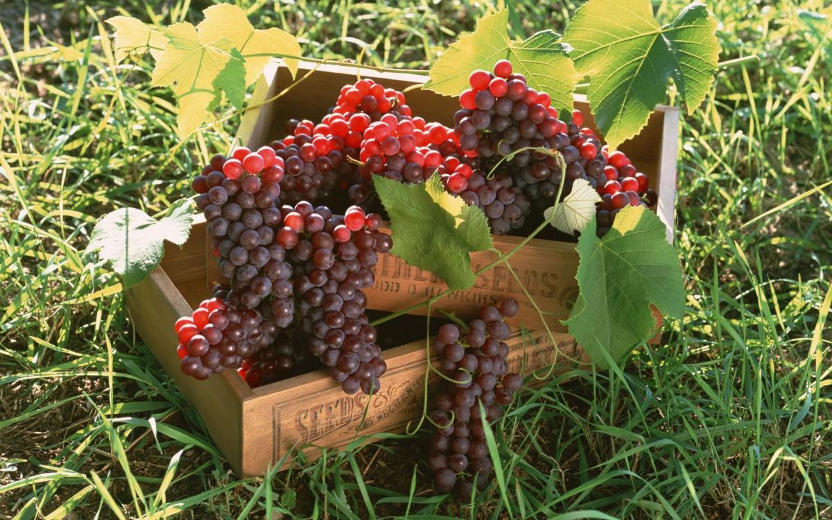 一串串可人的葡萄图片