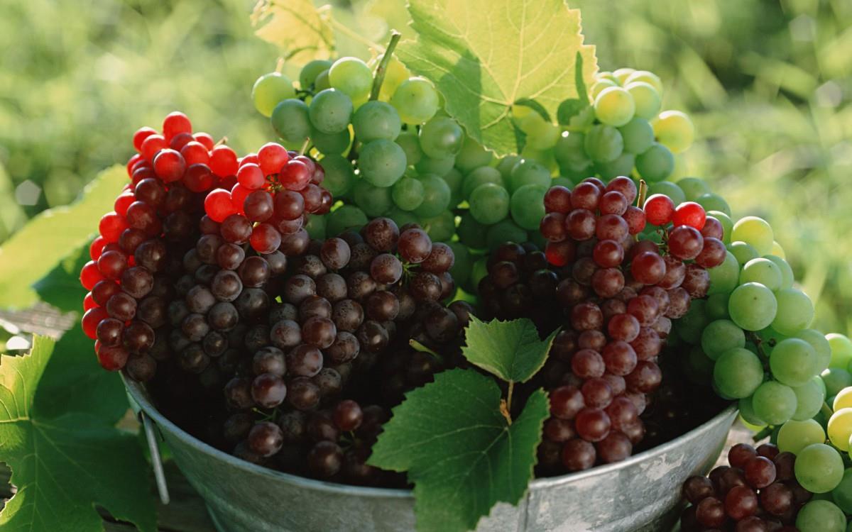 一串串可人的葡萄图片