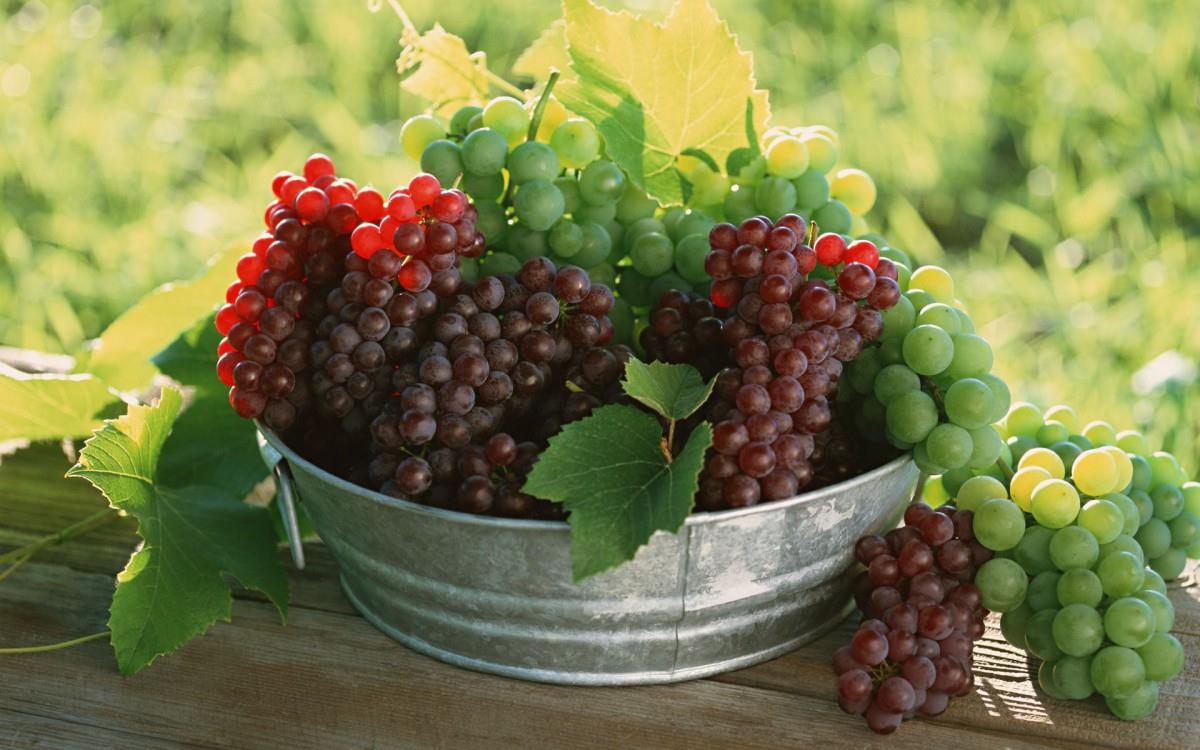 一串串可人的葡萄图片