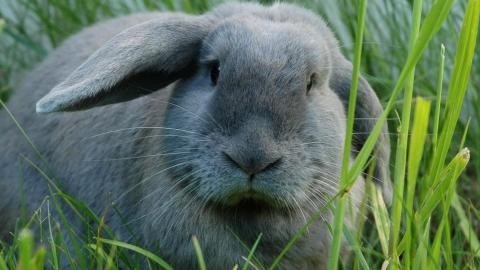 可爱温顺的小兔子图片