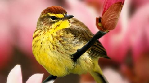 春天里可爱的小鸟图片