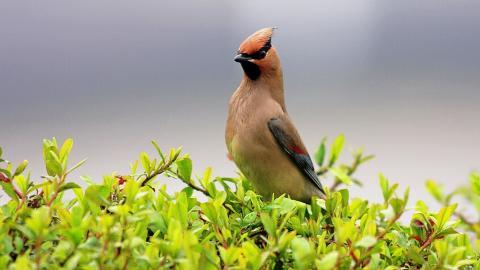 鸟类(太平鸟)图片大全
