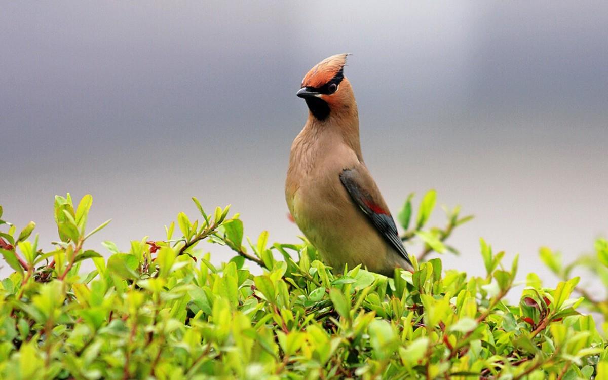 鸟类(太平鸟)图片大全